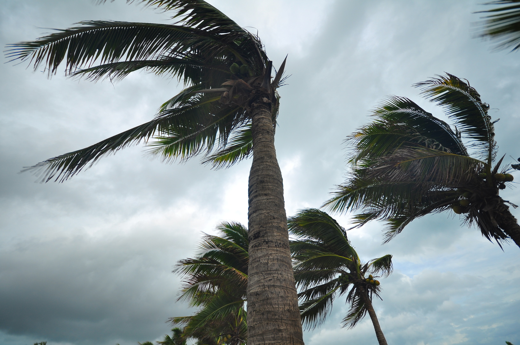 Insured losses for subtropical storm Alberto total $50 million