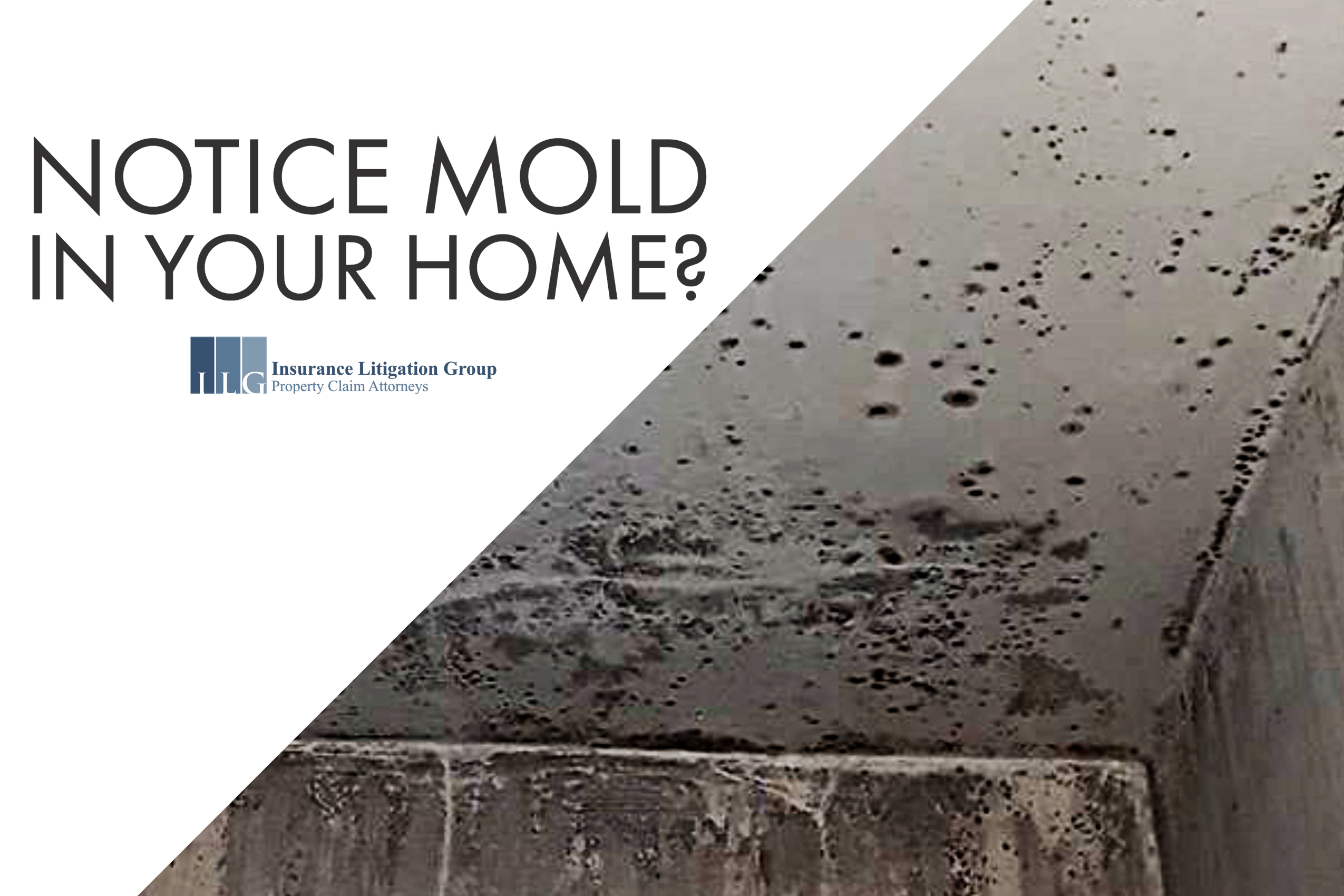 Notice Mold in Your Home? Here’s What You Need To Know