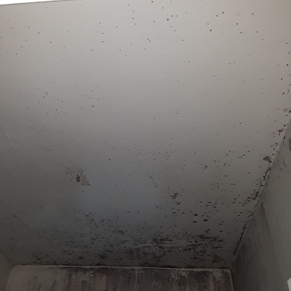 Water Damage Causes Mold. Here’s What You Need To Know