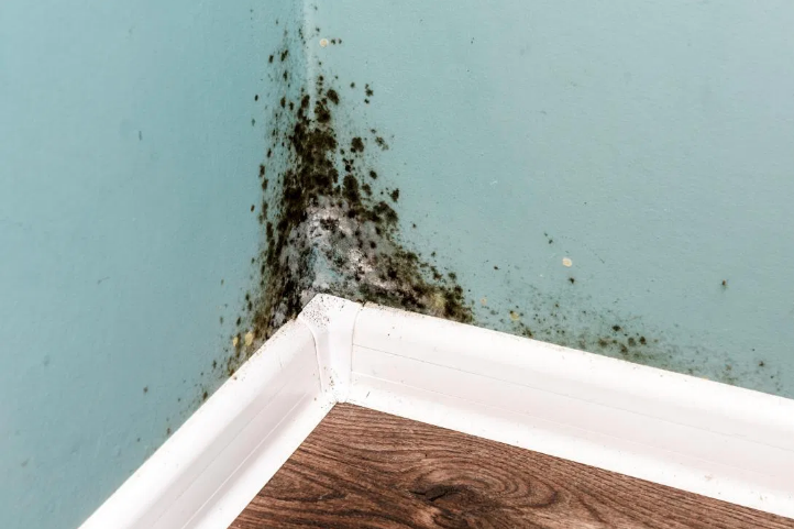 Dealing with Mold? Here’s What You Need to Know